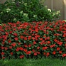 Бальзамин Уоллера (Impatiens walleriana)