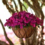 Бальзамин Уоллера (Impatiens walleriana) Бальзамин Уоллера (Impatiens walleriana)