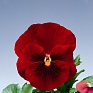 Виола Виттрока (Viola wittrockiana) Виола Виттрока (Viola wittrockiana)