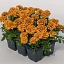 Бархатцы отклоненные (Tagetes patula) Бархатцы отклоненные (Tagetes patula)