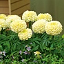Бархатцы прямостоячие (Tagetes erecta) Бархатцы прямостоячие (Tagetes erecta)