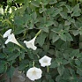 Дурман безвредный (Datura metelloides) Дурман безвредный (Datura metelloides)