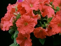 Петуния мелкоцветковая (Bella F1)