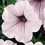 Петуния ампельная гибридная (Petunia х hybrida)
