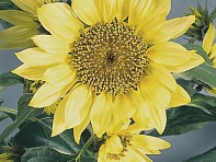 Подсолнечник летний (Pacino)