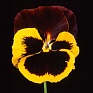 Виола Виттрока (Viola wittrockiana)