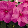 Бальзамин Уоллера (Impatiens walleriana)