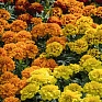 Бархатцы отклоненные (Tagetes patula) Бархатцы отклоненные (Tagetes patula)