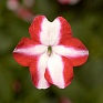 Бальзамин Уоллера ампельный (Impatiens walleriana) Бальзамин Уоллера ампельный (Impatiens walleriana)