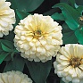 Цинния изящная (Zinnia elegans)