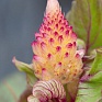 Целозия метельчатая (Celosia plumosa)