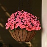 Бальзамин Уоллера (Impatiens walleriana) Бальзамин Уоллера (Impatiens walleriana)
