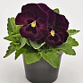 Виола виттрока (Viola wittrockiana)