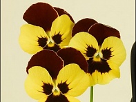 Виола Виттрока (Petite F1)