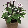 Дурман индийский (Datura metel)