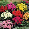 Георгина гибридная (Dahlia hybrida)