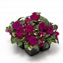 Бальзамин Уоллера ампельный (Impatiens walleriana) Бальзамин Уоллера ампельный (Impatiens walleriana)