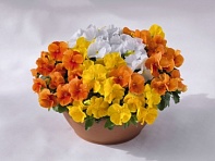 Виола виттрока (Inspire Plus F1) Виола виттрока (Inspire Plus F1)