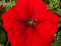 Петуния ампельная гибридная (Fotofinish F1)