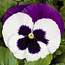 Виола Виттрока (Viola wittrockiana) Виола Виттрока (Viola wittrockiana)