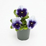 Виола виттрока (Viola wittrockiana) Виола виттрока (Viola wittrockiana)