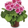 Примула обратноконическая (Primula obconica)