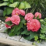 Бегония клубневая махровая (Begonia tuberhybrida)