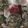 Цикламен персидский (Cyclamen persicum)