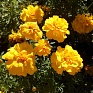 Бархатцы отклоненные (Tagetes patula) Бархатцы отклоненные (Tagetes patula)