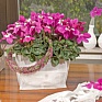 Цикламен персидский (Cyclamen persicum)