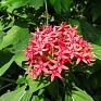 Пентас ланцетовидный (Pentas lanceolata) Пентас ланцетовидный (Pentas lanceolata)