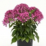 Пентас ланцетовидный (Pentas lanceolata)