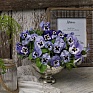 Виола виттрока (Viola wittrockiana) Виола виттрока (Viola wittrockiana)