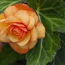 Бегония клубневая махровая ампельная (Begonia tuberhybrida) Бегония клубневая махровая ампельная (Begonia tuberhybrida)