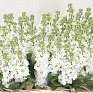 Левкой седой (Matthiola incana)