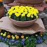 Бархатцы прямостоячие (Tagetes erecta)