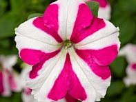 Петуния ампельная гибридная (Skybox F1)