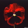 Виола Виттрока (Viola wittrockiana)