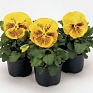 Виола виттрока (Viola wittrockiana) Виола виттрока (Viola wittrockiana)