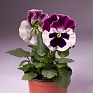 Виола Виттрока (Viola wittrockiana) Виола Виттрока (Viola wittrockiana)