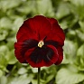 Виола Виттрока (Viola wittrockiana) Виола Виттрока (Viola wittrockiana)