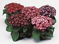 Цинерария гибридная (Jester F1)