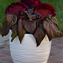 Целозия гребенчатая (Celosia cristata)