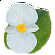 Бегония гибридная (зеленая листва)