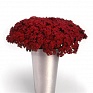 Гвоздика турецкая (Dianthus barbatus)