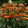 Эхинацея гибридная (Echinacea purpurea) Эхинацея гибридная (Echinacea purpurea)