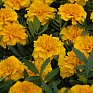 Бархатцы отклоненные (Tagetes patula)