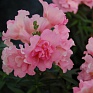 Львиный зев (Антирринум) махровый (Antirrhinum majus)