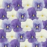 Виола виттрока (Viola wittrockiana) Виола виттрока (Viola wittrockiana)