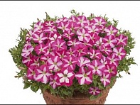 Петуния ампельная гибридная (Gioconda F1)